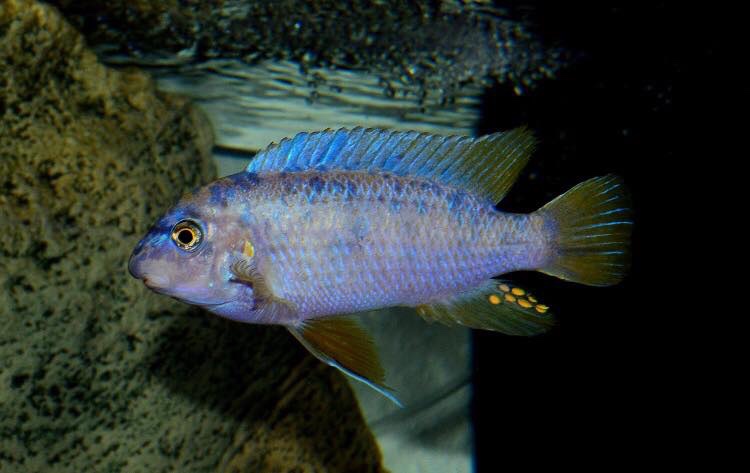 Labeotropheus fuelleborni 'Chizumulu Island'